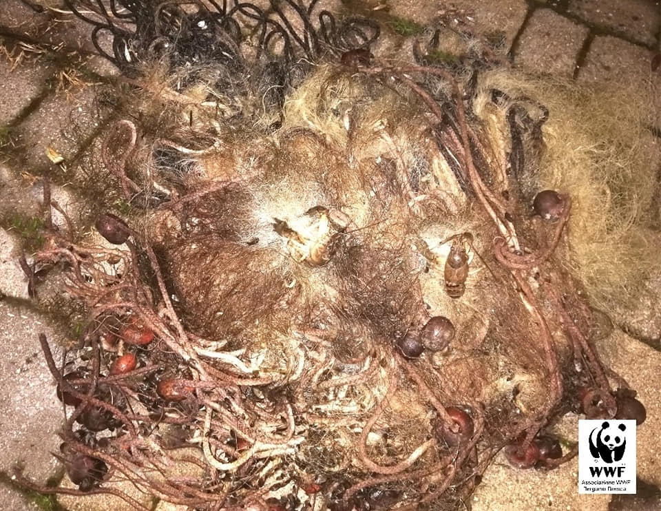 Pesca di frodo con reti sintetiche: recuperata una trama di 25 metri