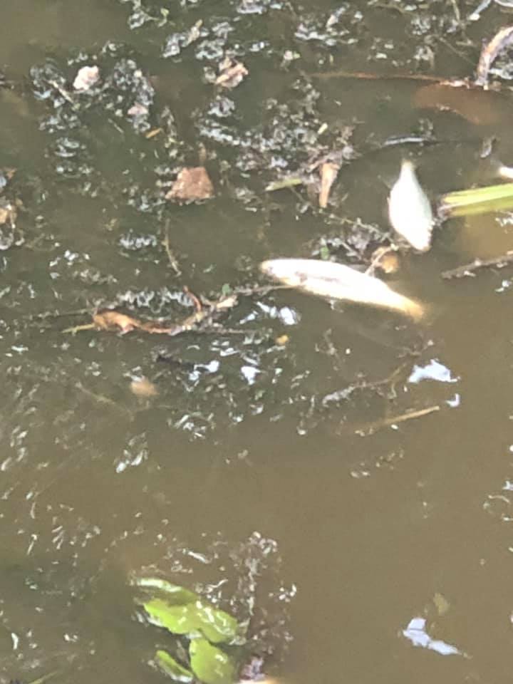 Acque puzzolenti e moria di pesci: sversamento reflui o pulizia cisterne?