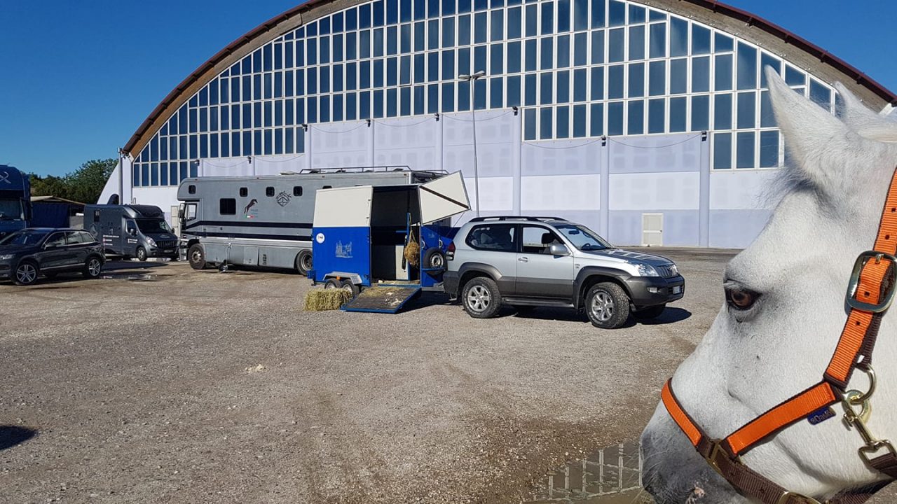 Cade da cavallo: protagonista una ragazza che si stava allenando al Palasturla