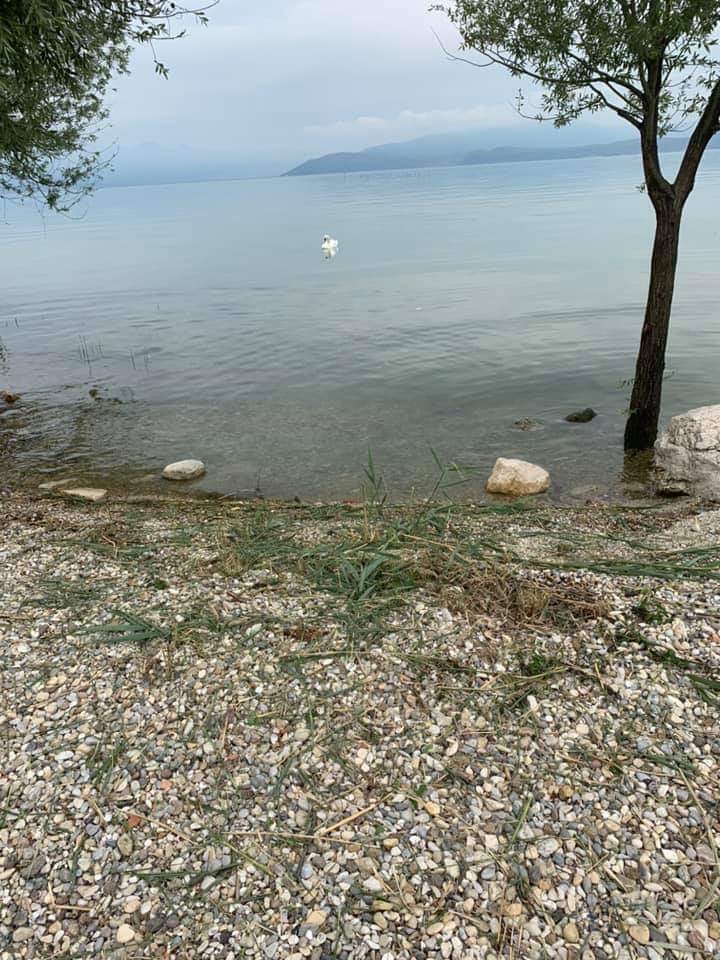 Taglio di canneti non autorizzato a Lugana, scattano i controlli