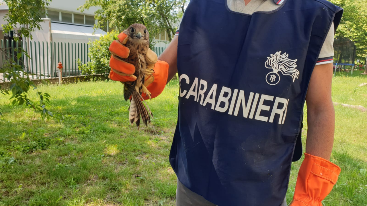 Tenta di vendere un falco di specie protetta: denunciato un travagliatese