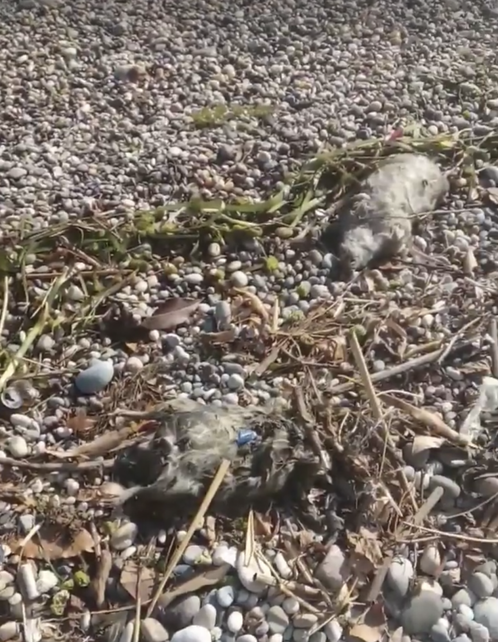 Carcasse di topo sul lungolago di Desenzano