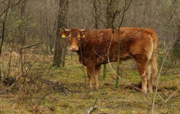 Fugge dalla stalla, a Villachiara è “caccia” alla mucca