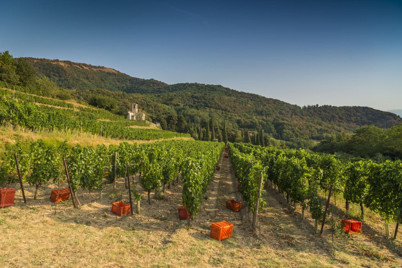 Vendemmia in Franciacorta: le premesse qualitative e quantitative sono ottime