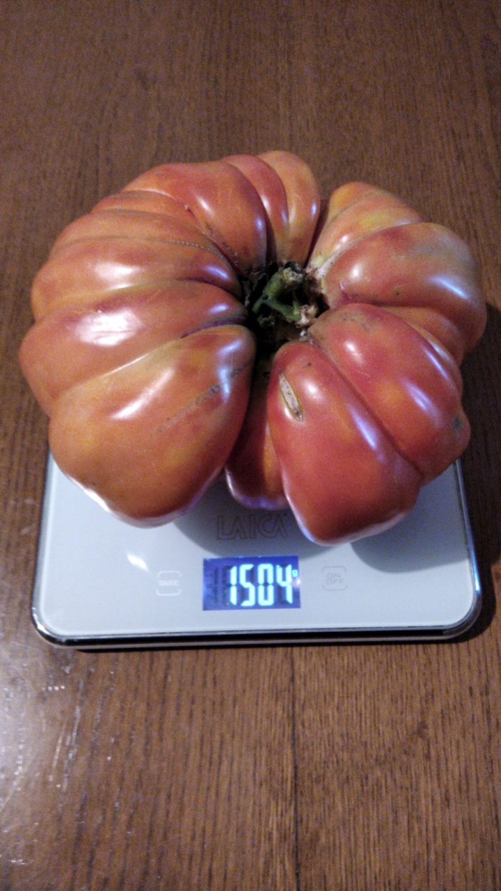 Un pomodoro da record: in Franciacorta un cuore di bue da un chilo e mezzo