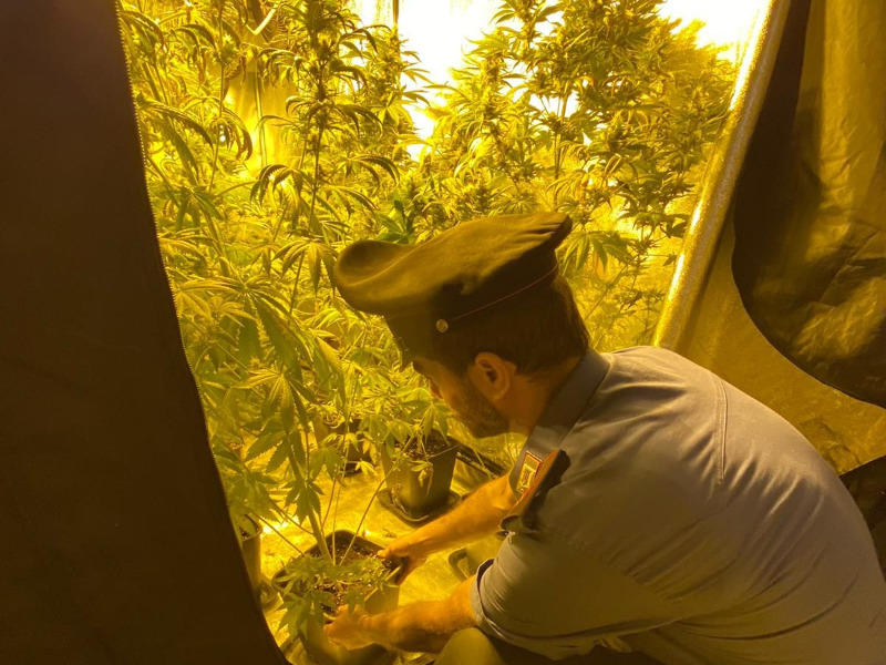 Quando coltivare “erba” è un affare… di famiglia: in arresto in sei