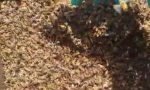 Moria di api nella Bassa: avvelenati 5 milioni di insetti impollinatori