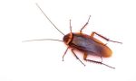 Proliferazione degli scarafaggi: è iniziata la lotta