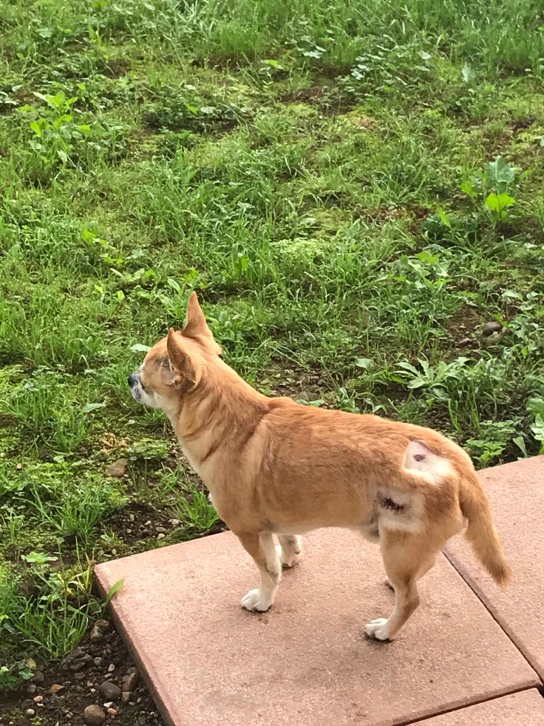 Un labrador aggredisce un chihuahua nel giardino di casa: vicino denunciato