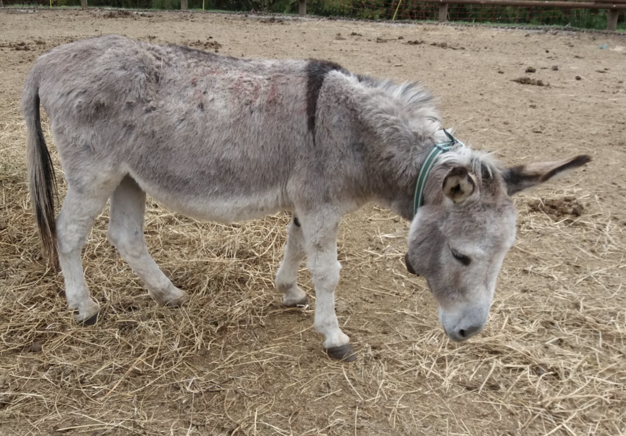 Centoventi asini e pony salvati dal maltrattamento