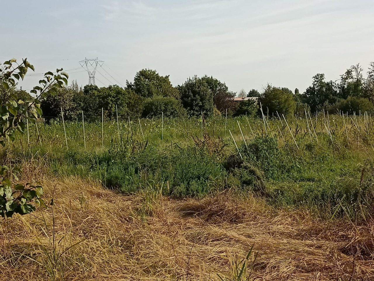 Ladri di canapa picchiano il titolare e scappano con decine di piantine