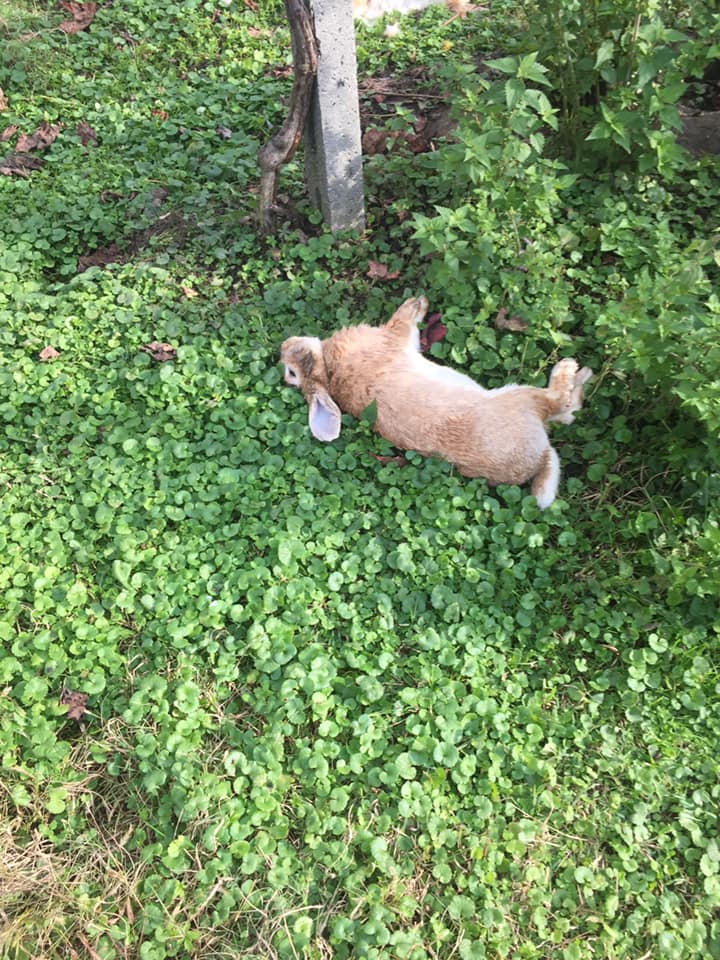 Quaranta coniglietti morti a Villa Grasseni di Flero