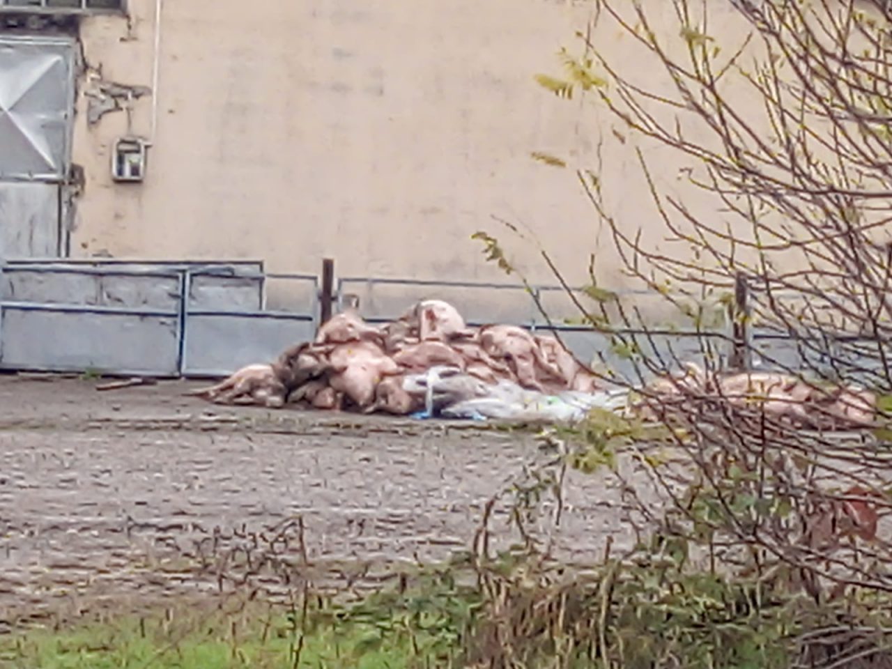 Crolla la stalla, quasi 100 maiali muoiono schiacciati – LE FOTO