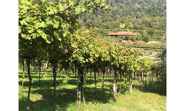 Amantidivino, il portale per appassionati che ora è anche un E-commerce sicuro!