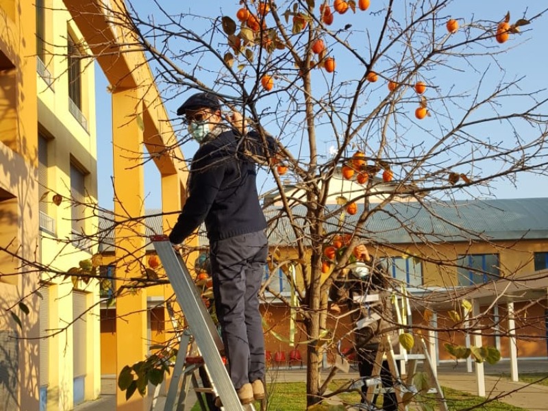 Un albero di pace a Roncadelle insieme a Nagasaki