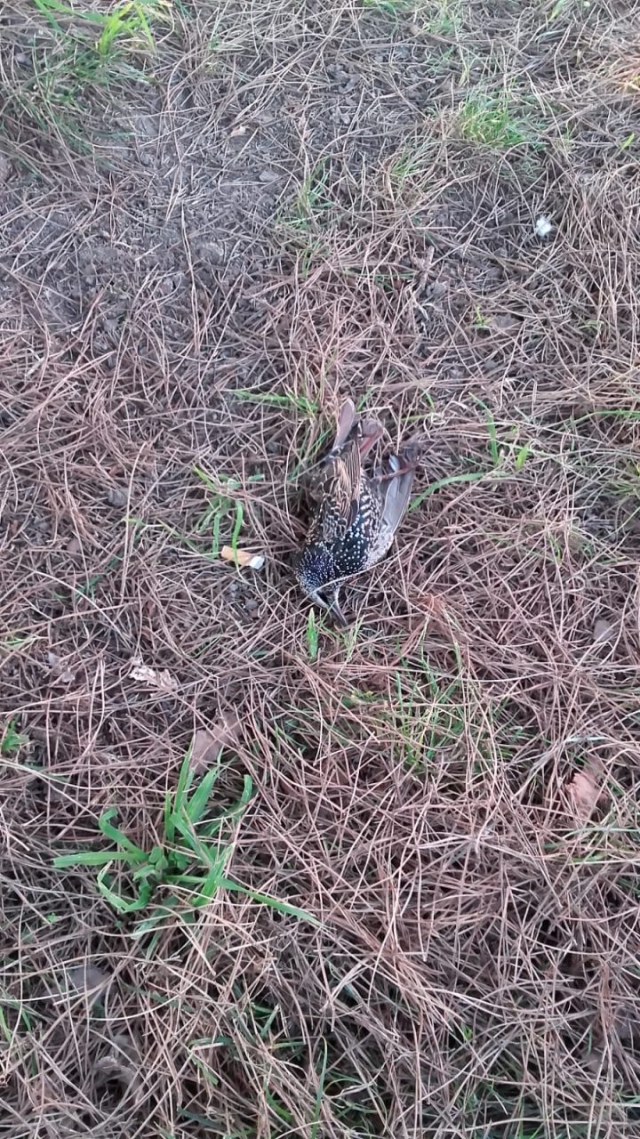 Moria di storni a Iseo: si tratta di salmonella