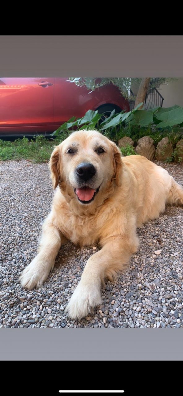 Lieto fine per il cane “Chery”, ritrovata nel giorno in cui la padrona viene seppellita