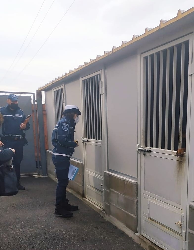 Cani tenuti in struttura abusiva: proprietario rischia maxi ammenda