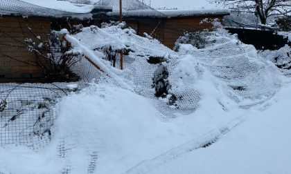 Neve e maltempo provocano il crollo del gattile - FOTO