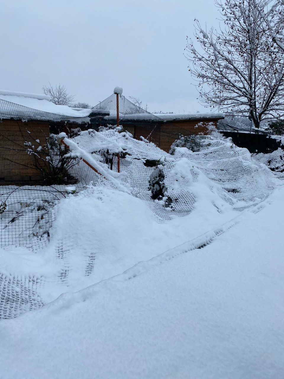 Neve e maltempo provocano il crollo del gattile – FOTO
