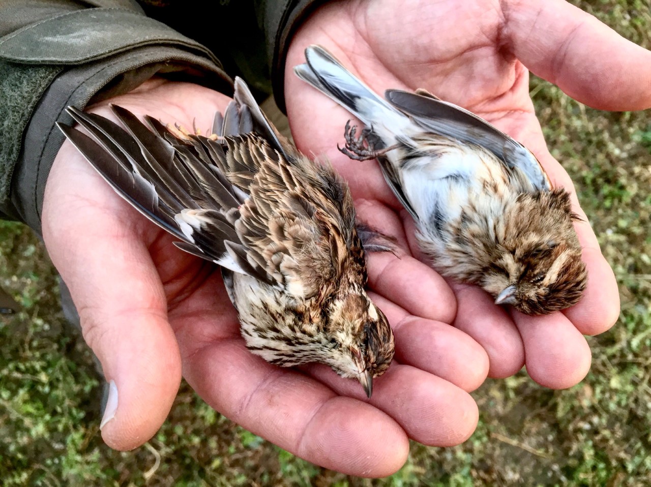 A Brescia nasce il Coordinamento Operativo Locale Permanente Antibracconaggio