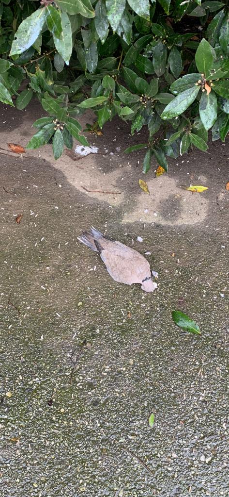 Moria di tortore, i risultati delle analisi: è colpa della peste aviaria