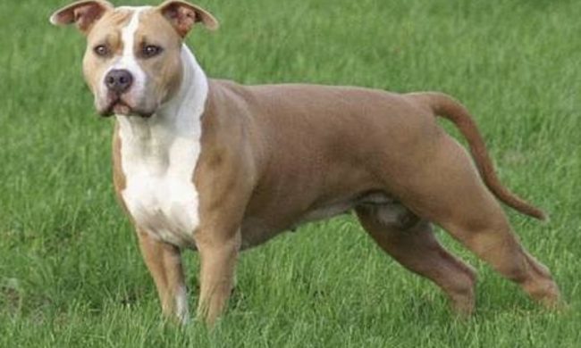 Faceva prostituire il cane dell’amico: “denunciato” in tv e condannato a 2 anni e 4 mesi