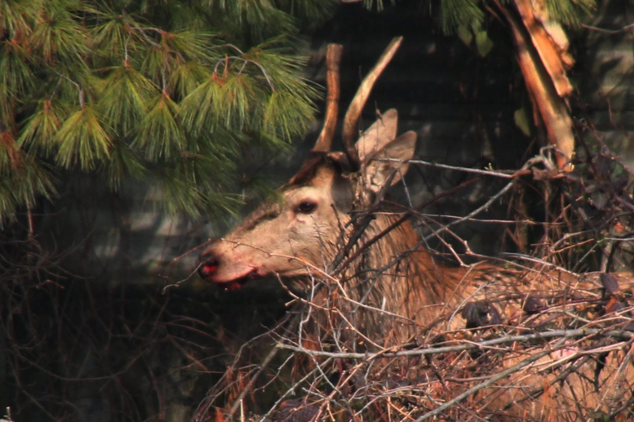 Cerva invade la carreggiata e impatta contro l’ambulanza