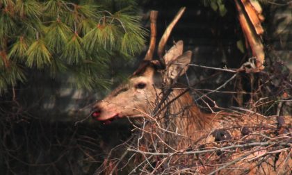 Cerva invade la carreggiata e impatta contro l'ambulanza