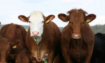 Trentamila euro di bovini con assegni scoperti: due denunciati