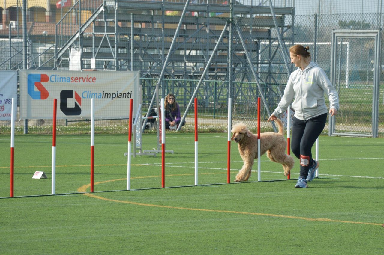 La manifestazione di Dog Agility incanta Sirmione prima della zona rossa