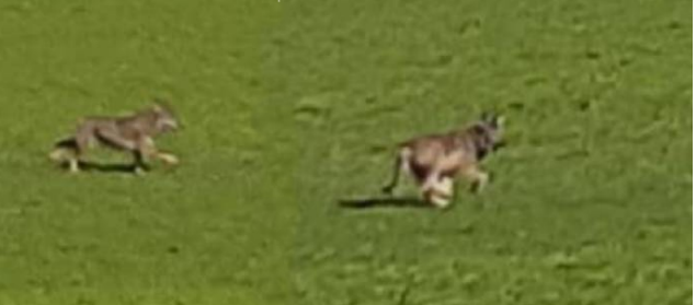 Lupi o cani selvatici? Gli avvistamenti intorno al colle di San Giorgio