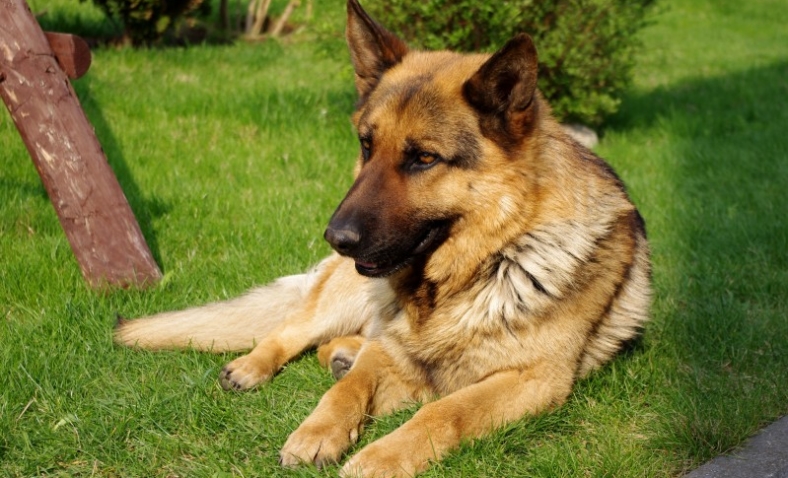 Imbraccia il fucile e spara a un cane, denunciato un azzanese