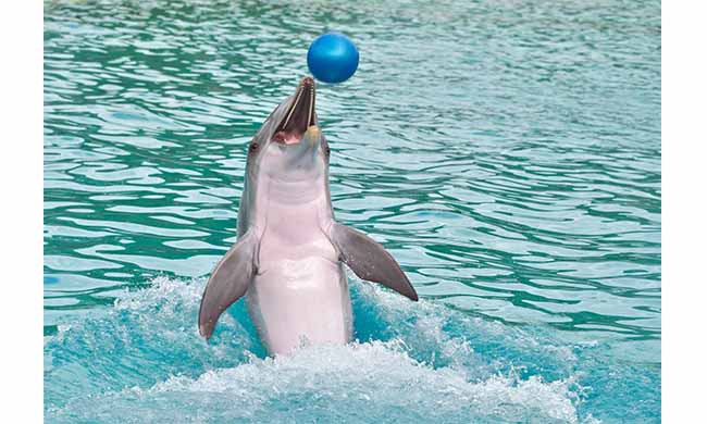 Il Ragionier Capoferri spiega il coaching con la parabola della focena