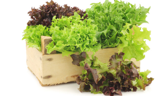 Con i nostri settimanali ci sono in regalo i semi di lattuga