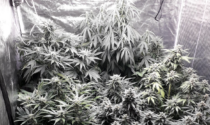 Blitz della Polizia, scoperte dieci piante di marijuana: denunciato 29enne