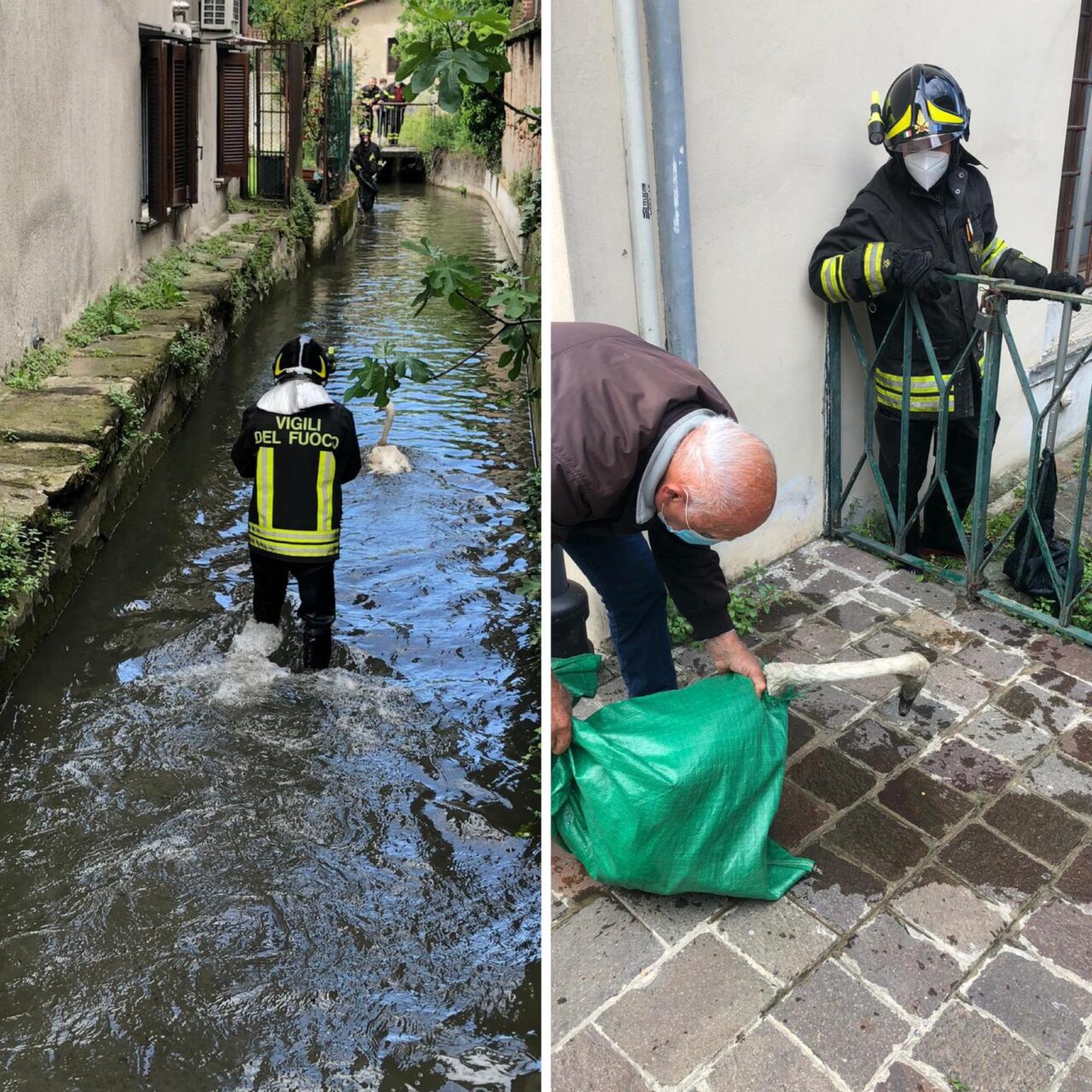 Pompieri in azione per salvare un cigno
