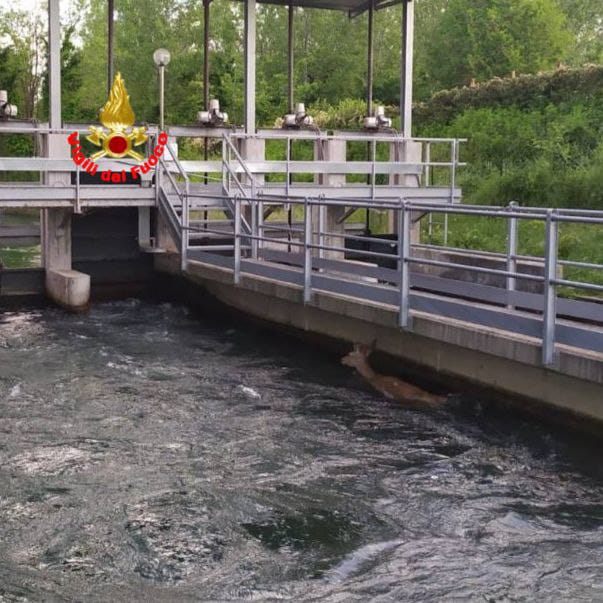 Cervo finisce nel canale, viene salvato dai pompieri