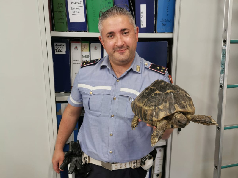 Tartaruga di una specie protetta salvata dalla Polizia Locale di Iseo