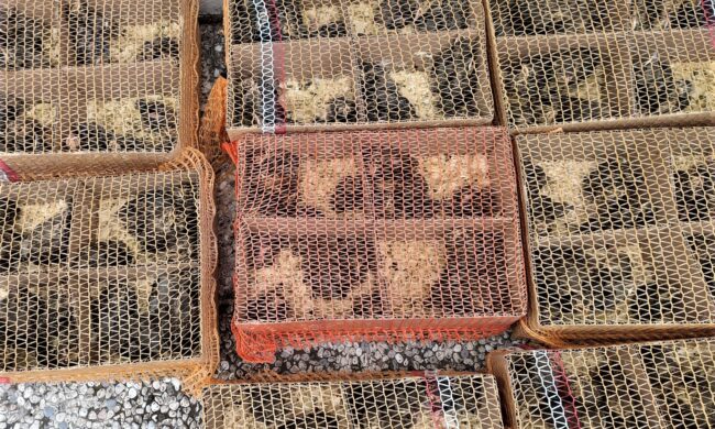 Fermato sull’A4 con oltre 500 pulcini di specie selvatiche in evidente stato di sofferenza