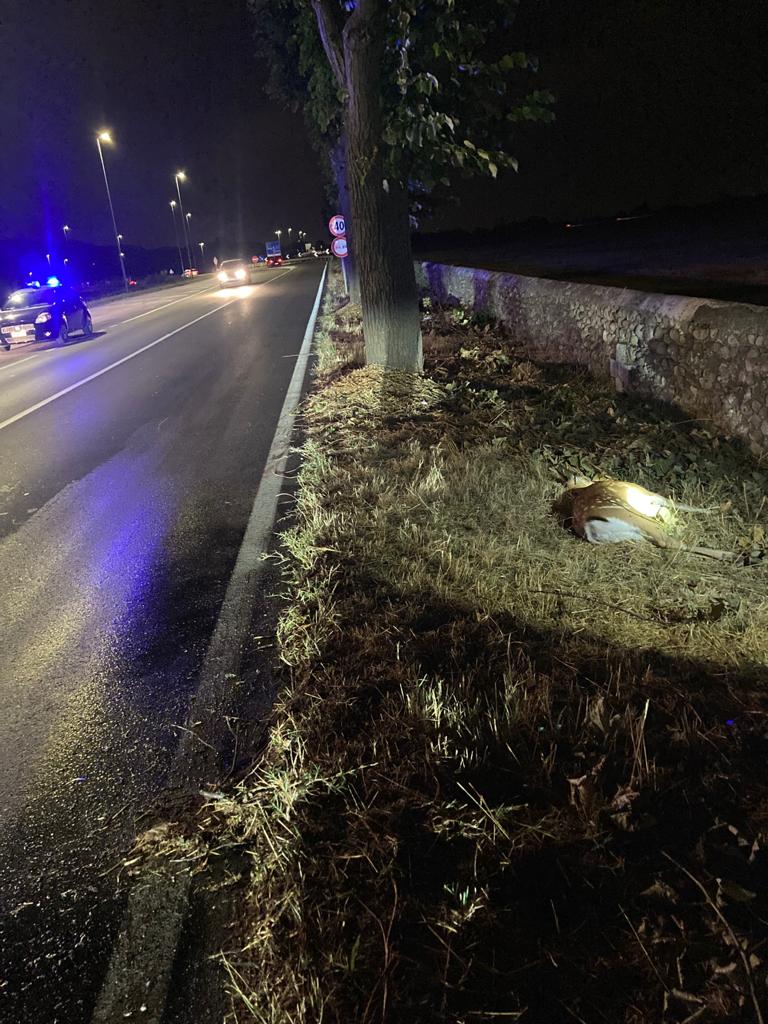 Trovato capriolo morto sul ciglio della strada