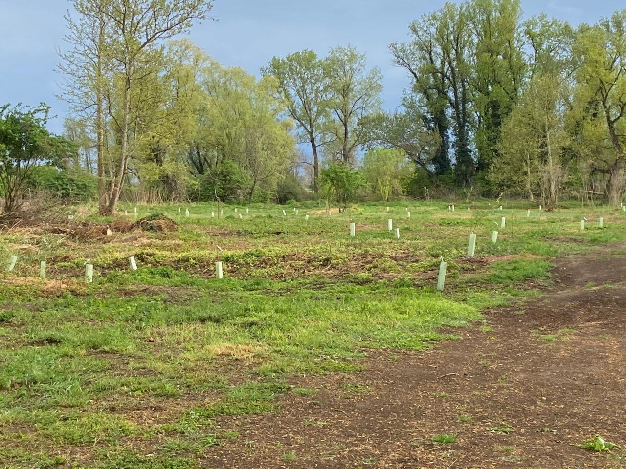 Strage di alberi nel parco dell’Oglio