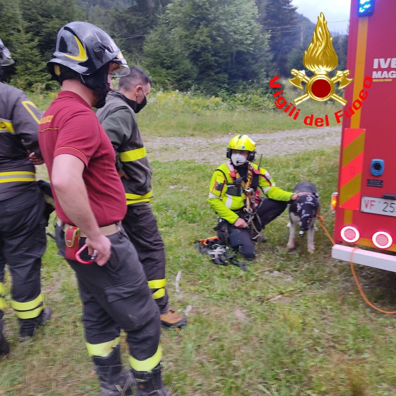 Husky morso da un rettile, intervengono i Vigili del Fuoco per il recupero