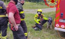 Husky morso da un rettile, intervengono i Vigili del Fuoco per il recupero