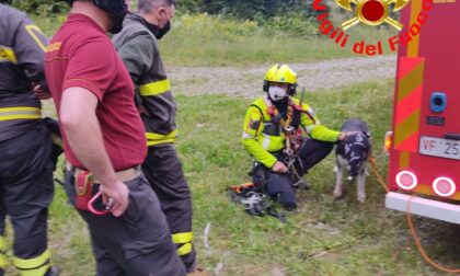 Husky morso da un rettile, intervengono i Vigili del Fuoco per il recupero