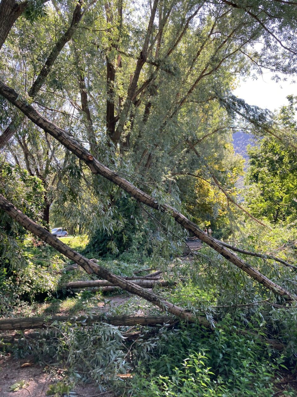 Maltempo e alberi caduti: chiuso il percorso Nord delle Torbiere