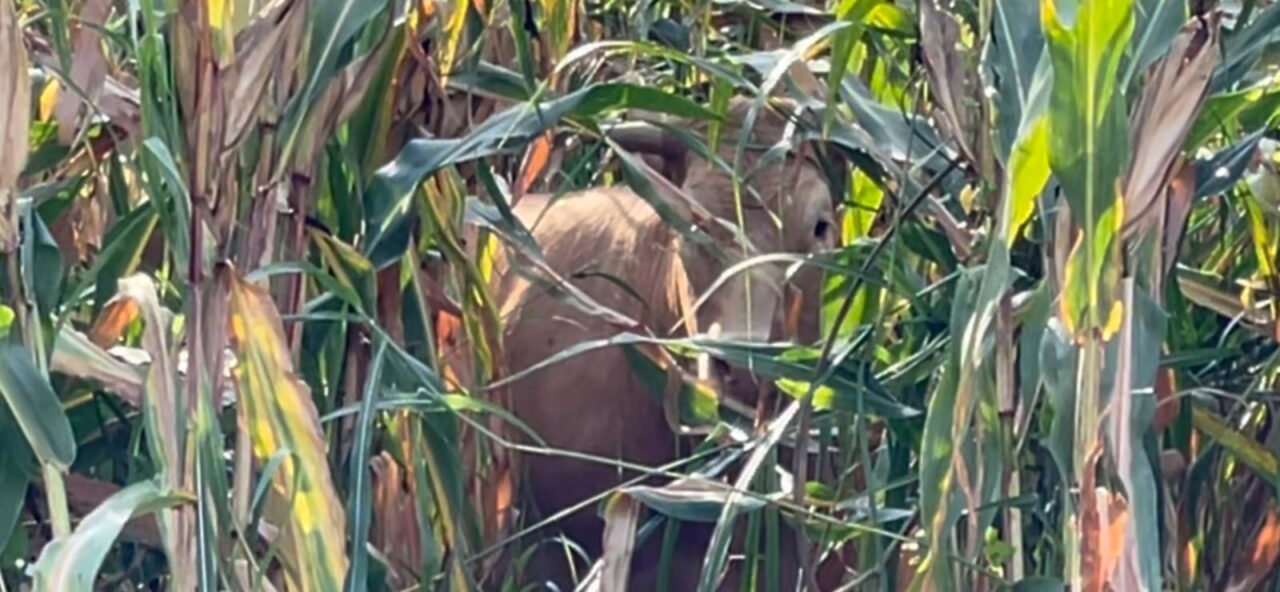 Vitella di 6 quintali forza barriera per scappare