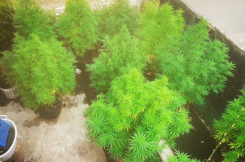 Selfie con la marijuana, denunciato un 40enne