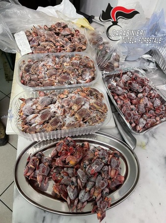 Cucinava piatti con uccelli protetti: ristoratore nei guai