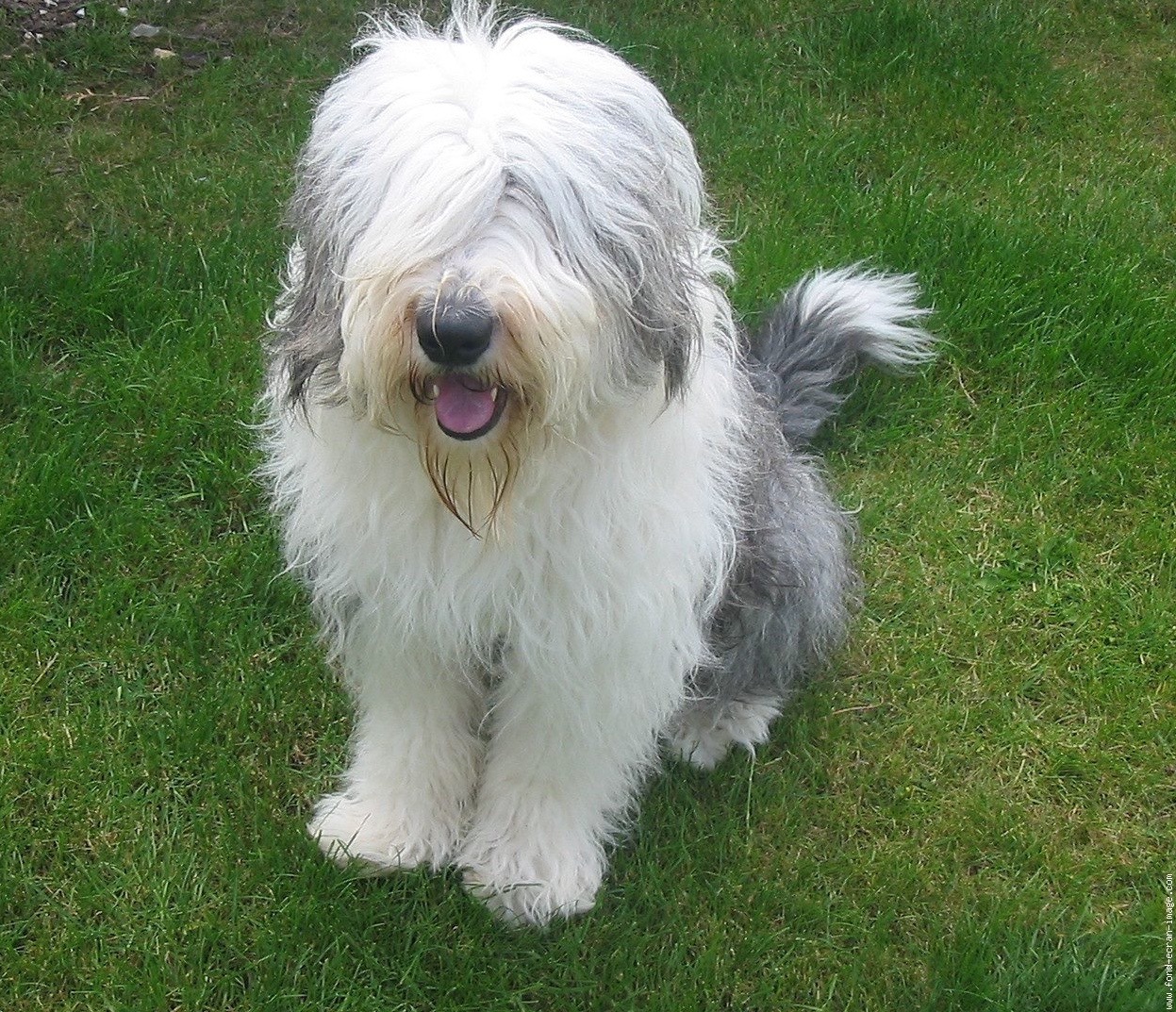 Rezzato: taglio del nastro per la nuova area cani